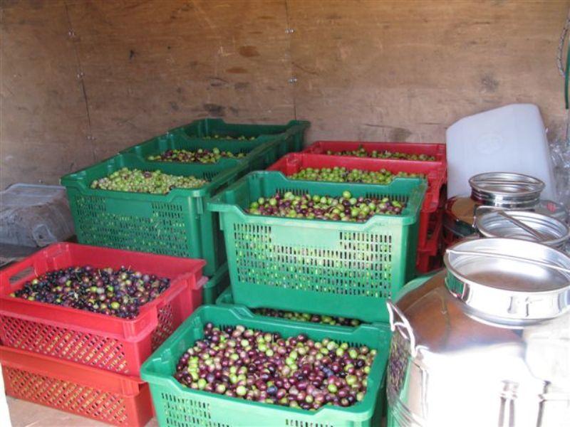 Tradicionalna berba maslina u masliniku Udruge branitelja oboljelih od PTSP-a