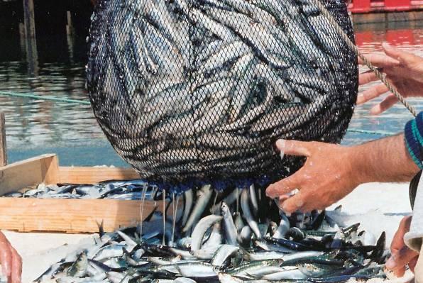 Objavljen Natječaj za dodjelu potpore ribarskim zadrugama u 2012. godini