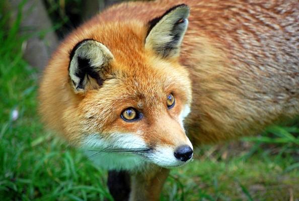 Ustreljena lisica koja posljednjih dana uznemirava stanovnike pješčane plaže u Žaboriću