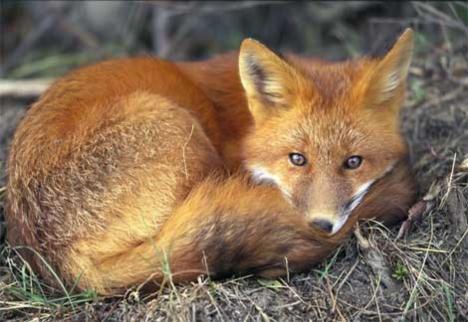  Analize pokazale odstrijeljena lisica u Žaboriću nije bila bijesna 