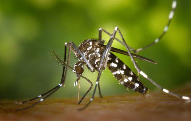 Edukacijska akcija suzbijanje komaraca