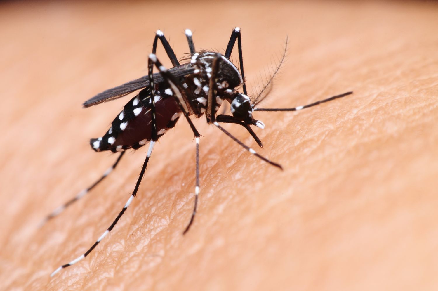 Adulticidno tretiranje komaraca na području grada Šibenika 