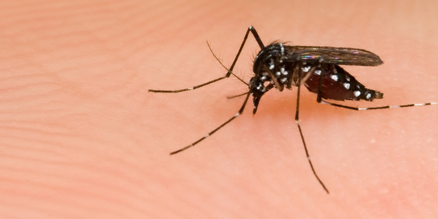 Započinje tretiranje tigrastih komaraca na području grada Šibenika 