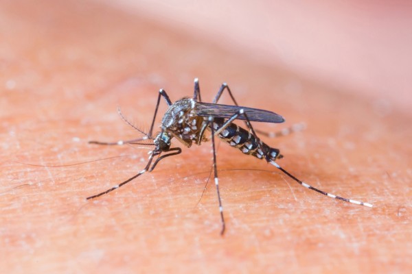  Adulticidno tretiranja komaraca na području grada Šibenika