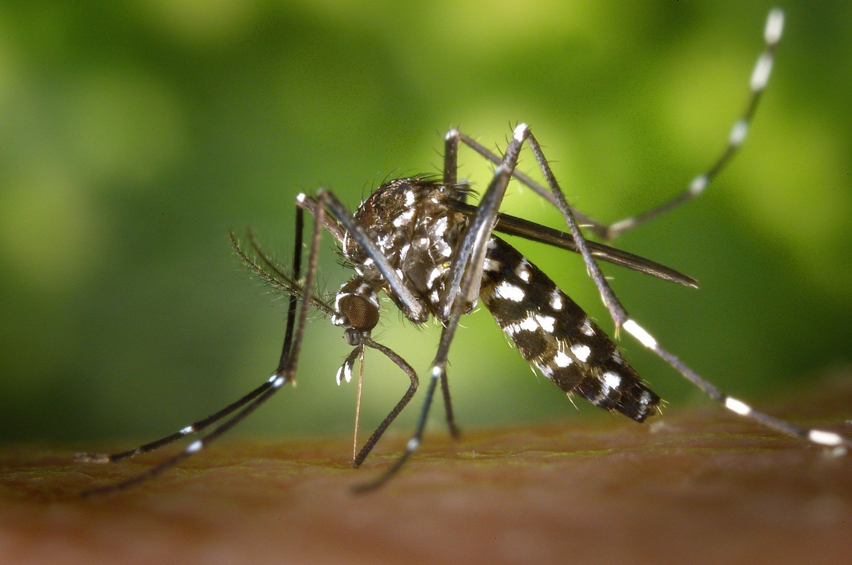 Danas počinje adulticidna dezinsekcija tigrastih komaraca