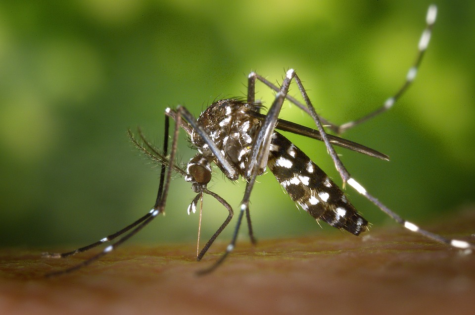 Obavijest o provedbi larvicidnog tretiranja žarišta komaraca u gradu Šibeniku