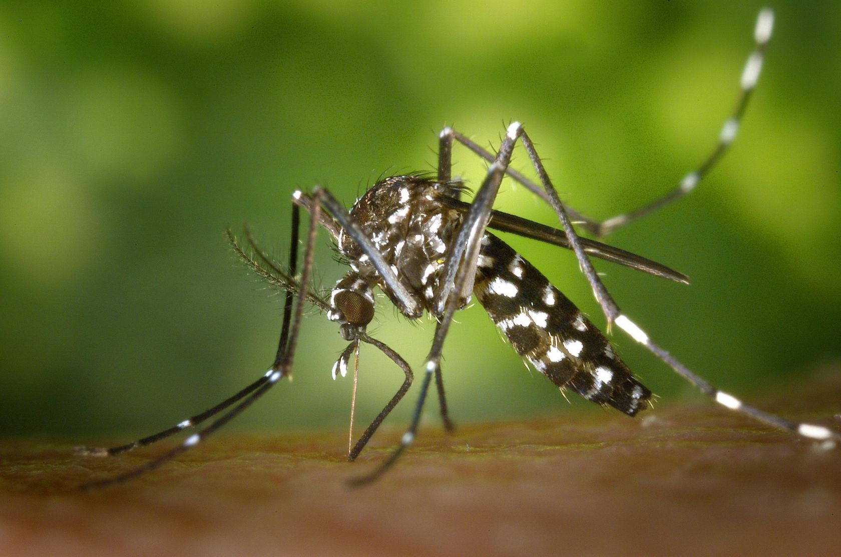 Do 12. srpnja provodi se adulticidno tretiranje komaraca